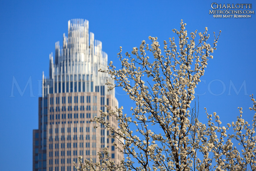 White bradford pear blooms with Bank of America building