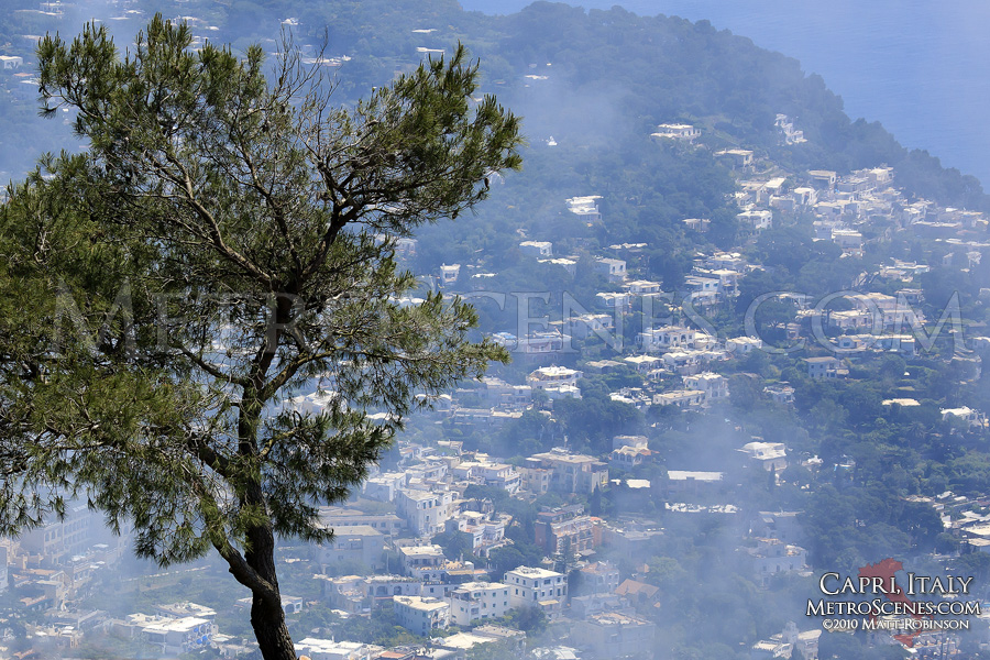 Mountaintop Tree in Capri