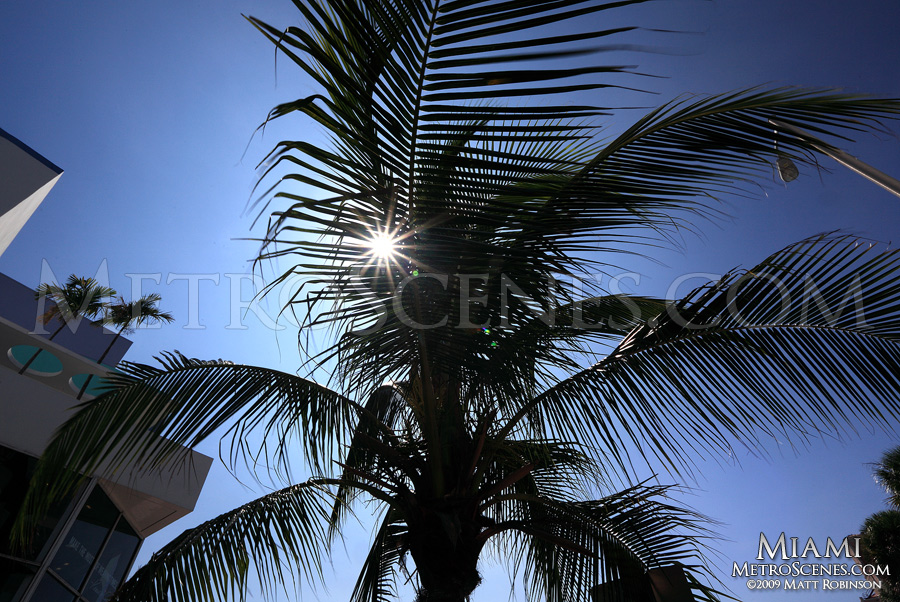 Palm tree with sun