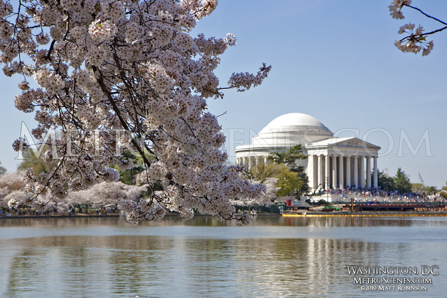Cherry Blossom Festival, Washington, DC