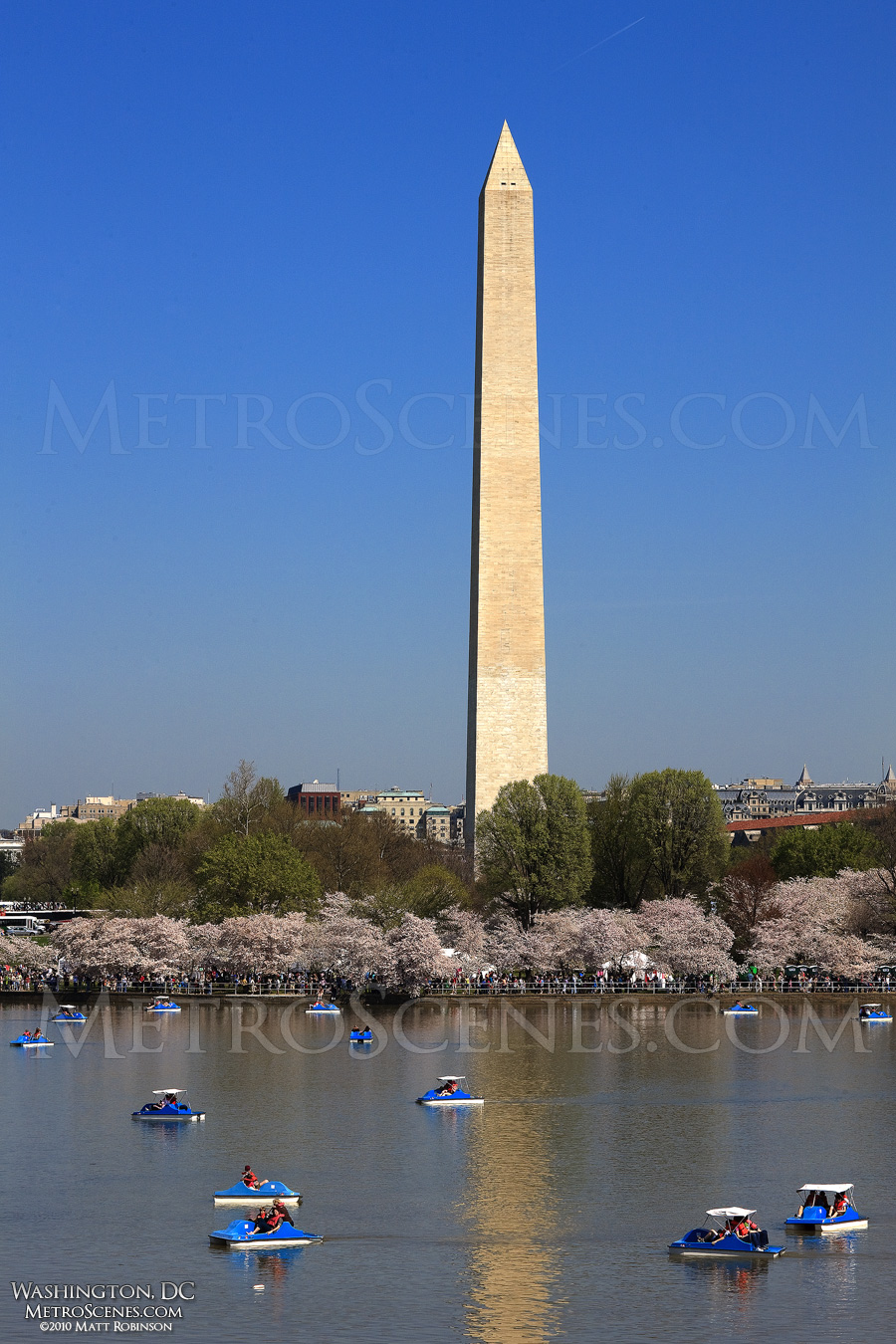 Paddle Boats in the Tidal Basin during the Cherry Blossom Festival