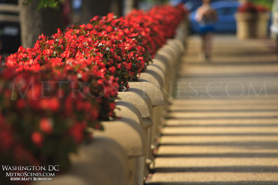 Row of Planters, Washington, DC