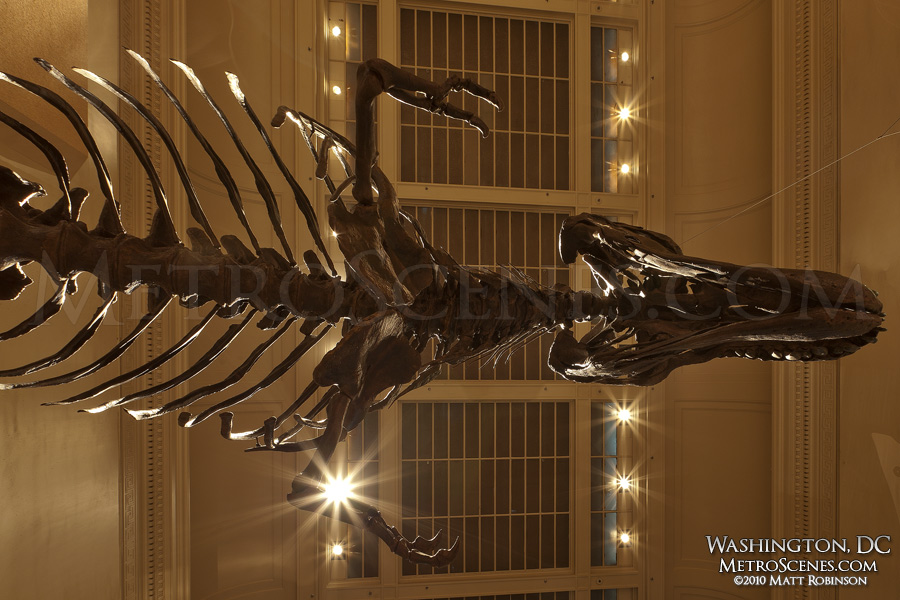 Tyrannosaurus Rex skeleton at the Smithsonian Museum of Natural History