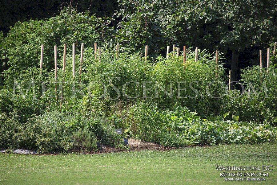 The White House vegetable garden